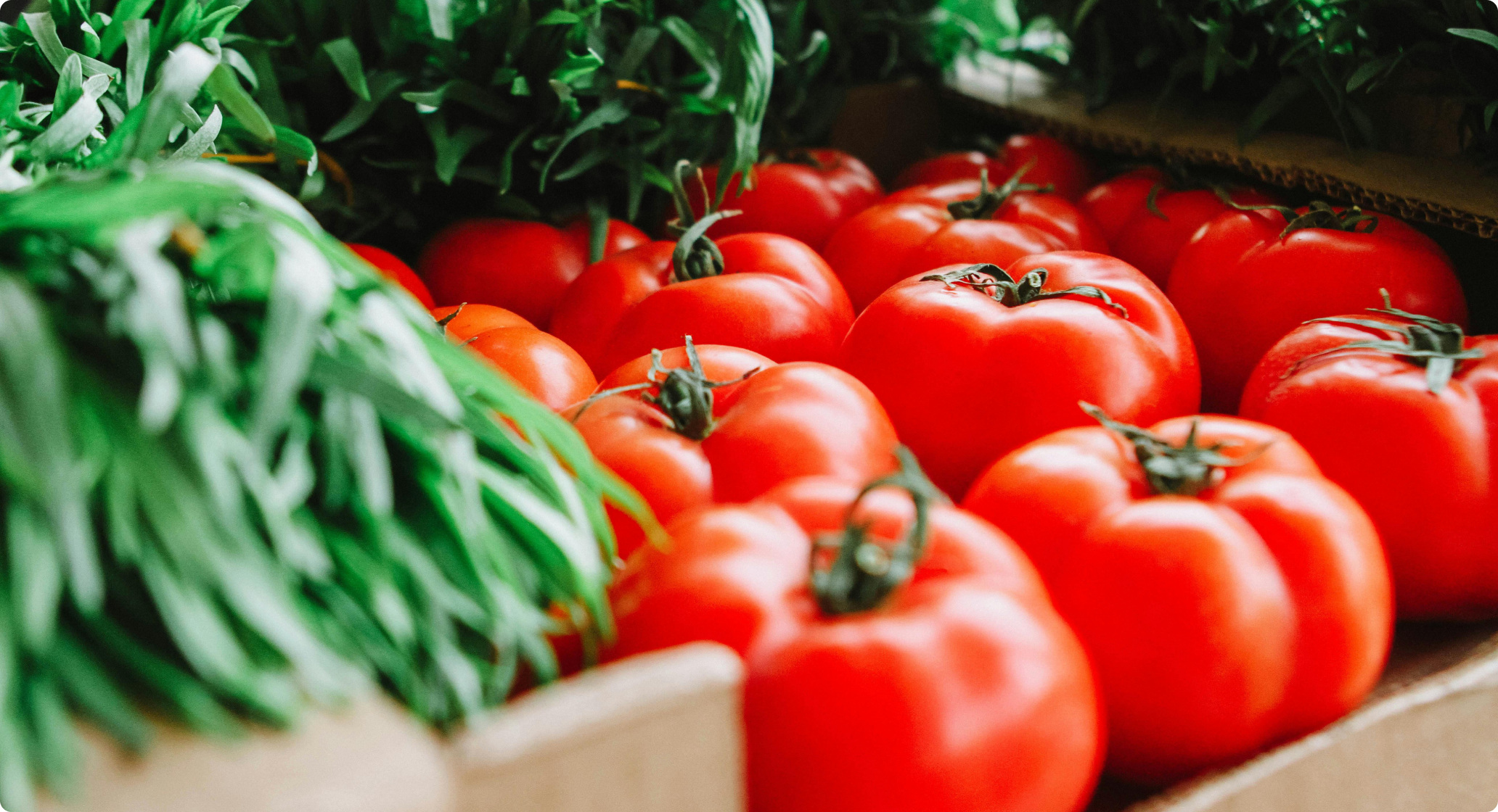 Tomato Sorting