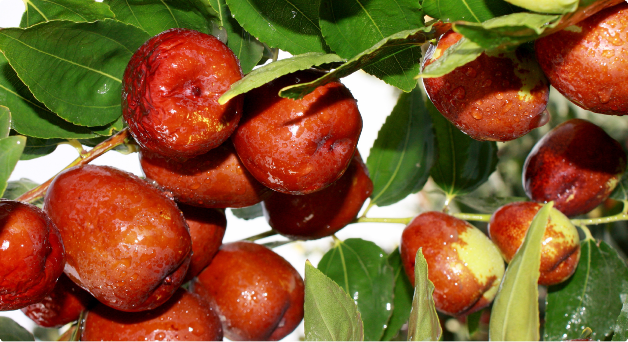 Jujube Sorting